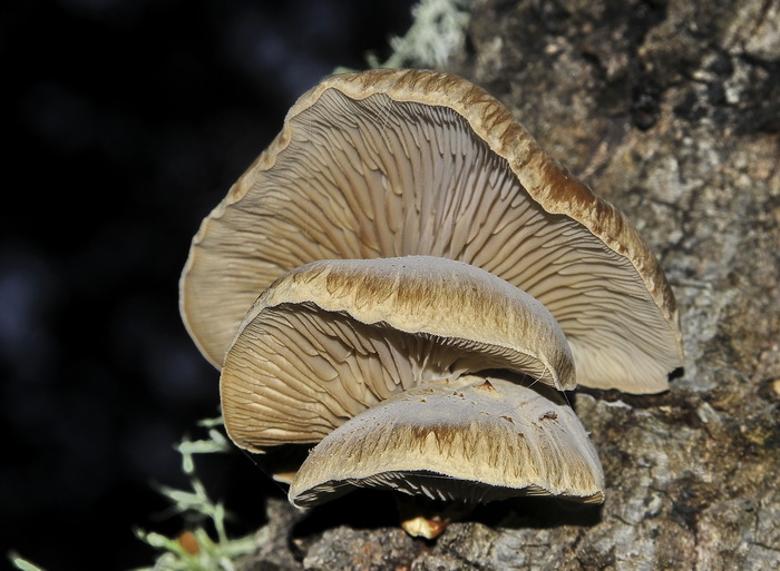 Panellus serotinus?